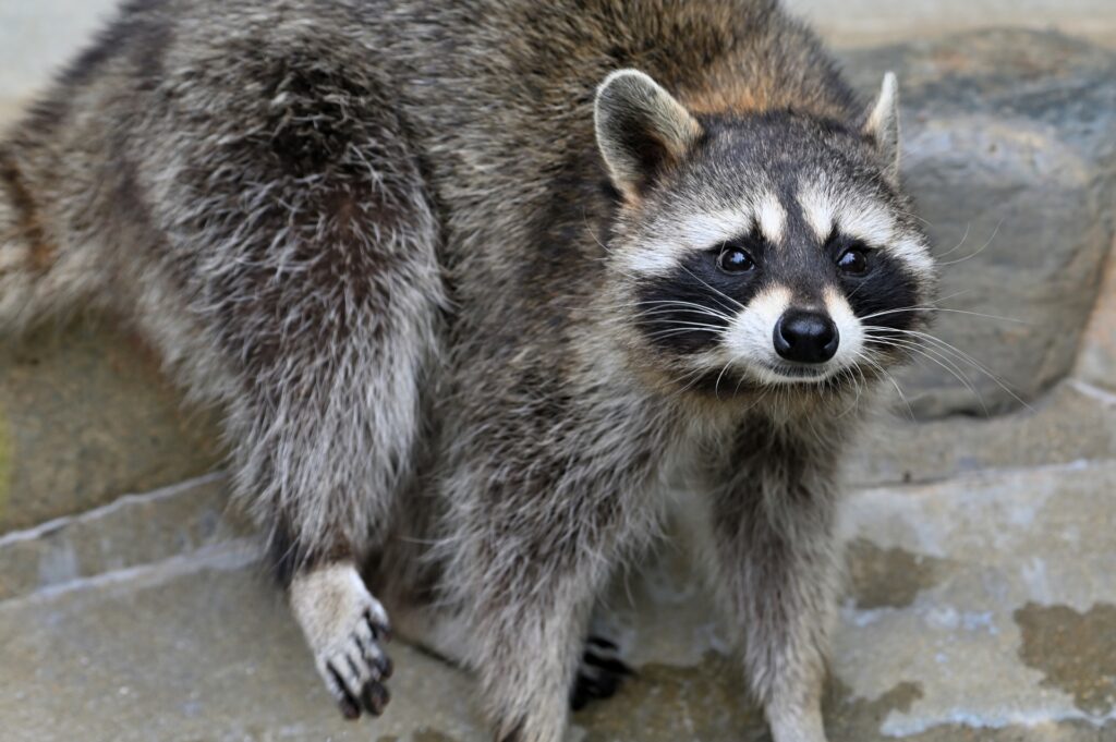 害獣被害に多いアライグマ