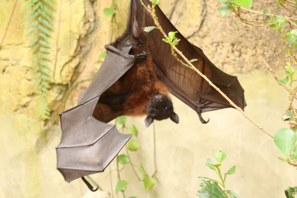 害獣被害に多いコウモリ