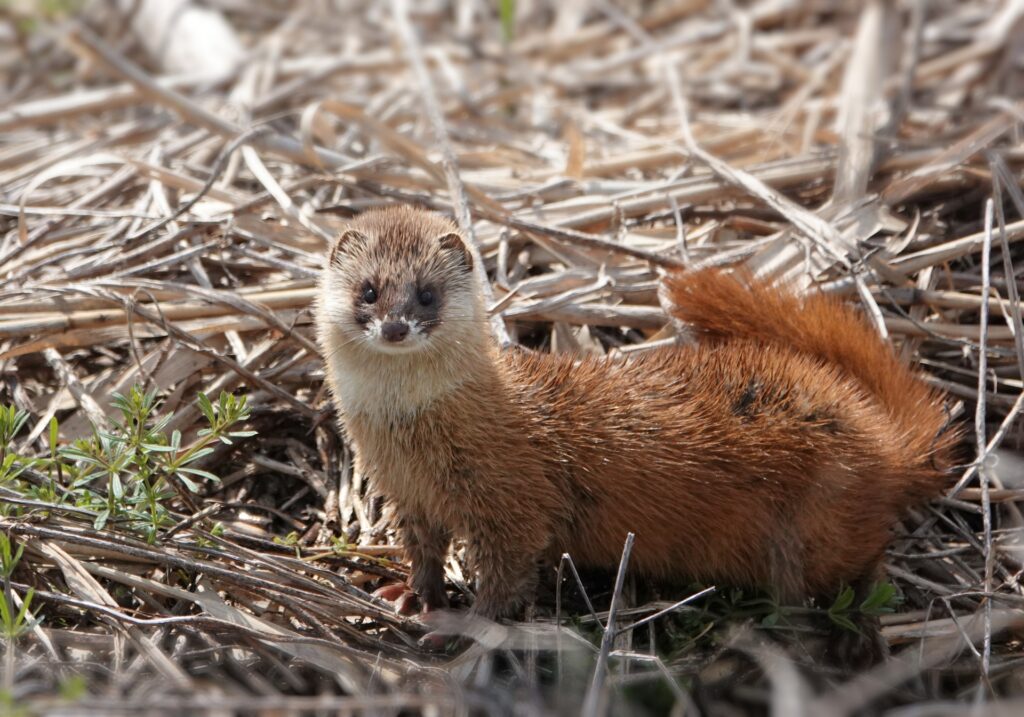 害獣被害に多いイタチ