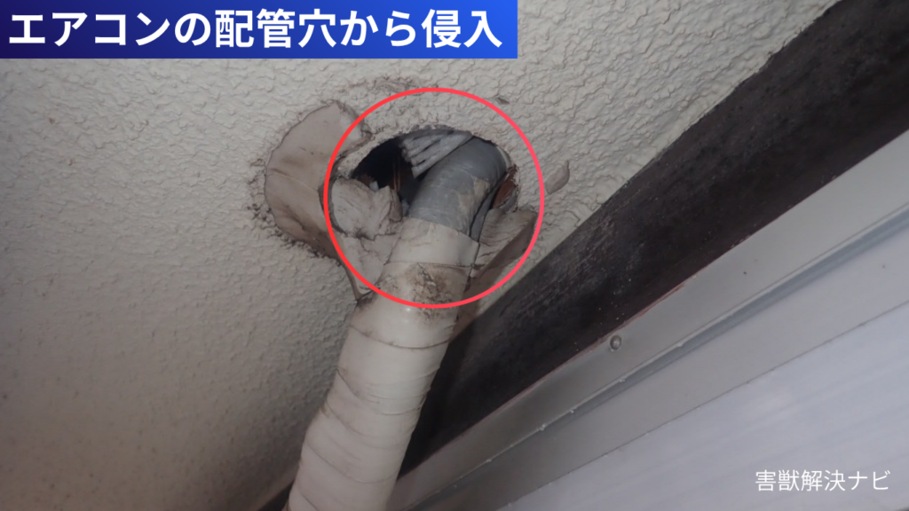 ネズミ侵入事例