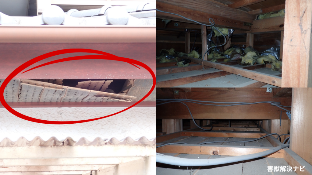 市川市の屋根裏で発生した害獣被害の施工事例2