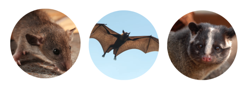 市川市で多いネズミ・コウモリ・ハクビシン被害