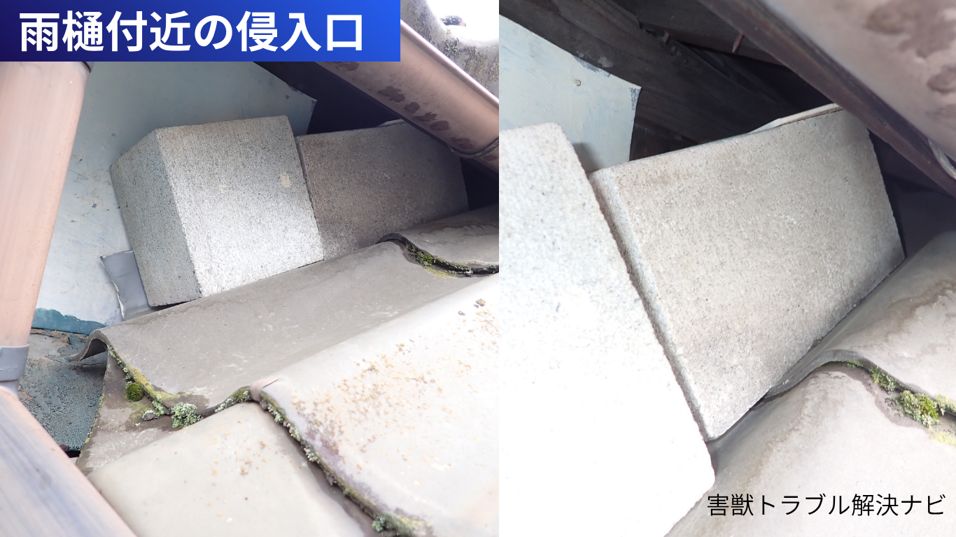 雨樋のそばの瓦屋根で、瓦と板金の境目にできた開口