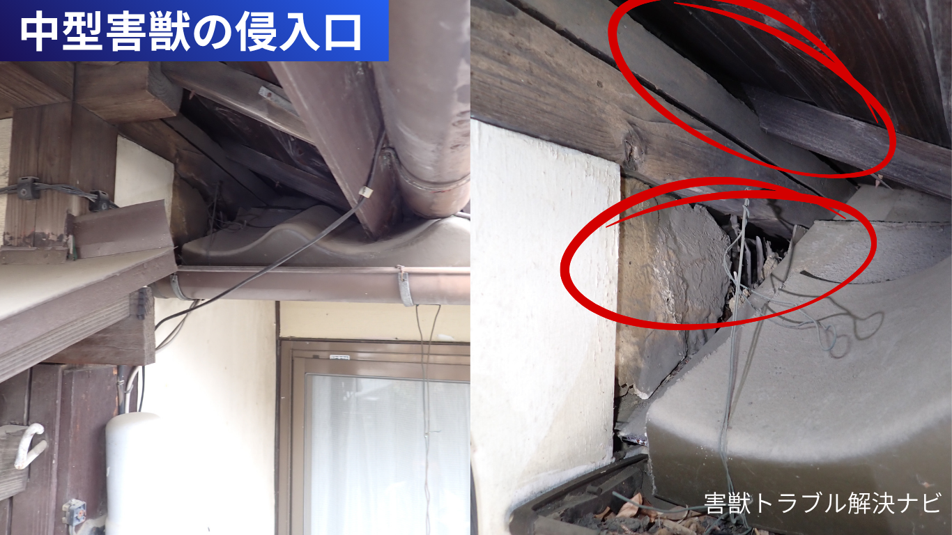 軒下の垂木と外壁の間や瓦の端の下に開いた、中型の獣が通れる隙間