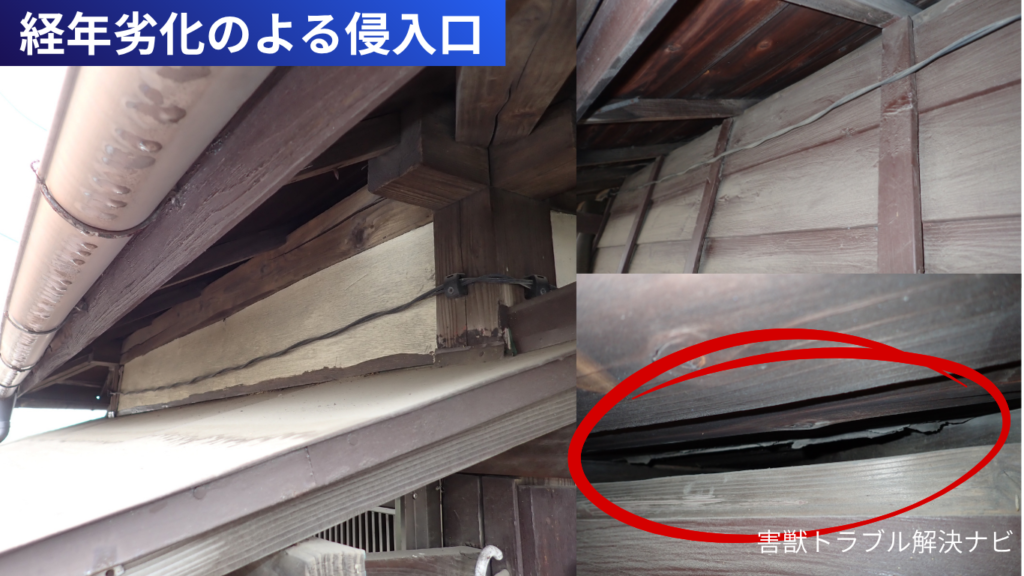 住宅の経年劣化によってできた隙間から侵入する害獣の入口