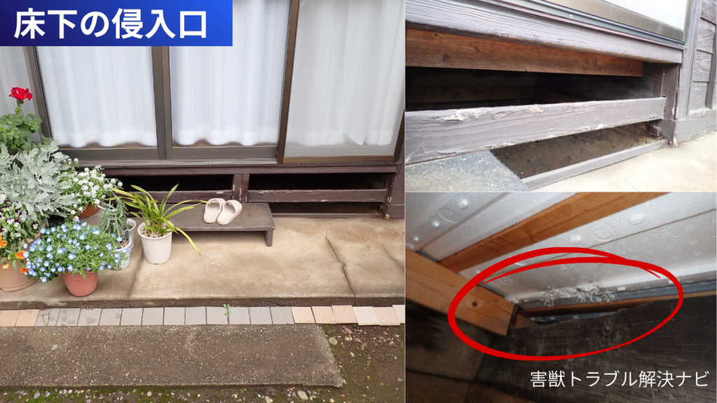 床下の隙間から侵入する害獣の入口｜八王子の住宅で多い侵入経路