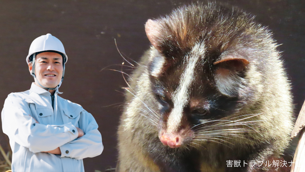 ハクビシン駆除職人が必ず聞くべき10の質問を答えます