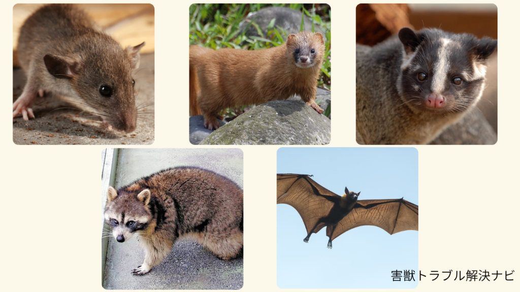 ネズミ、コウモリ、イタチ、ハクビシン、アライグマのイメージ
