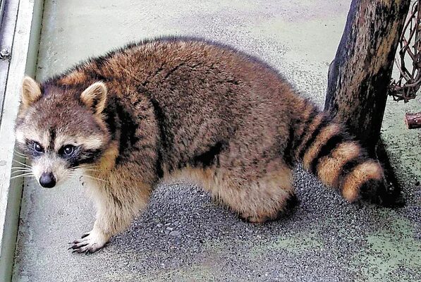 アライグマの見分け方イメージ