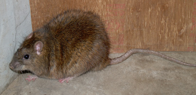 ドブネズミの特徴がわかる写真