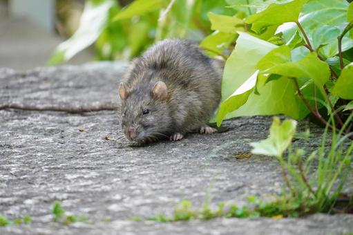 石畳の上、草の葉の陰にいる茶色いネズミの姿