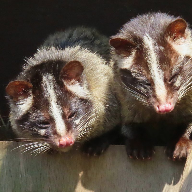 板の上から顔を出す、額から鼻へ白い筋が通る2頭のハクビシン