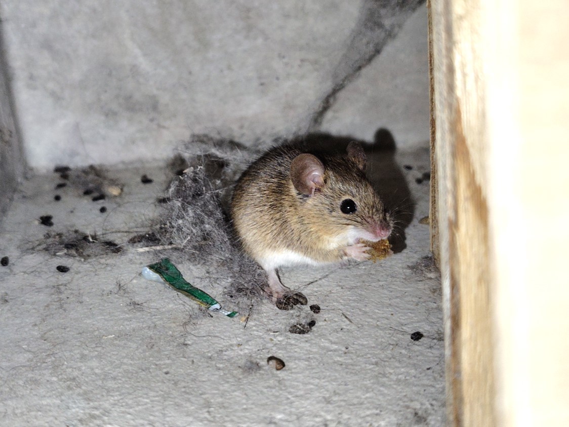 フンとほこりが散らばる隅で、薄茶色のネズミが餌をかじっている