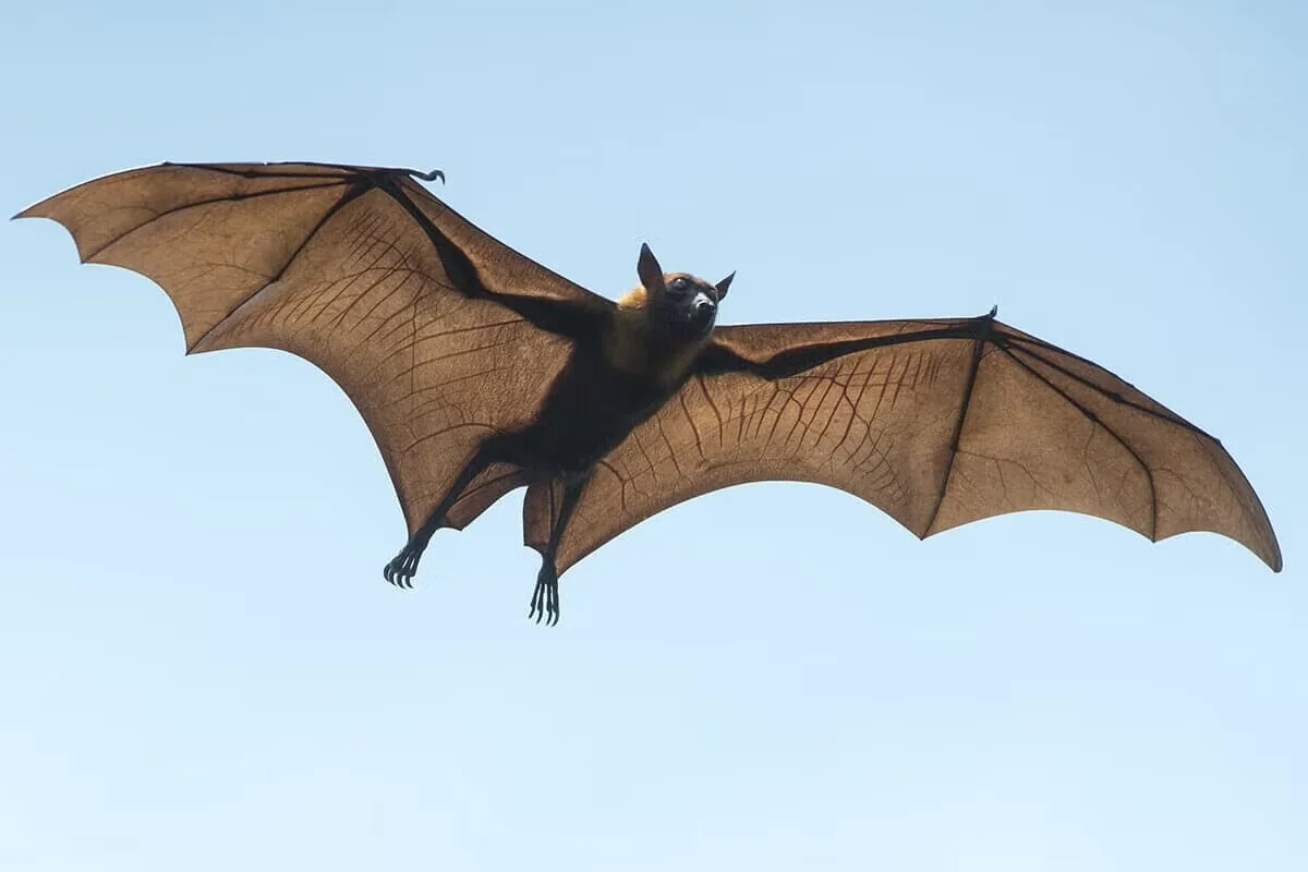 翼を広げて空を飛ぶ、大型のコウモリ