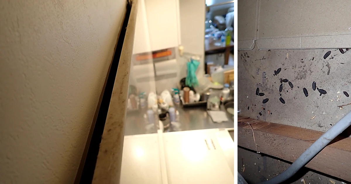 キッチンでネズミ被害を確認する現場と屋根裏で見つかったネズミのフン