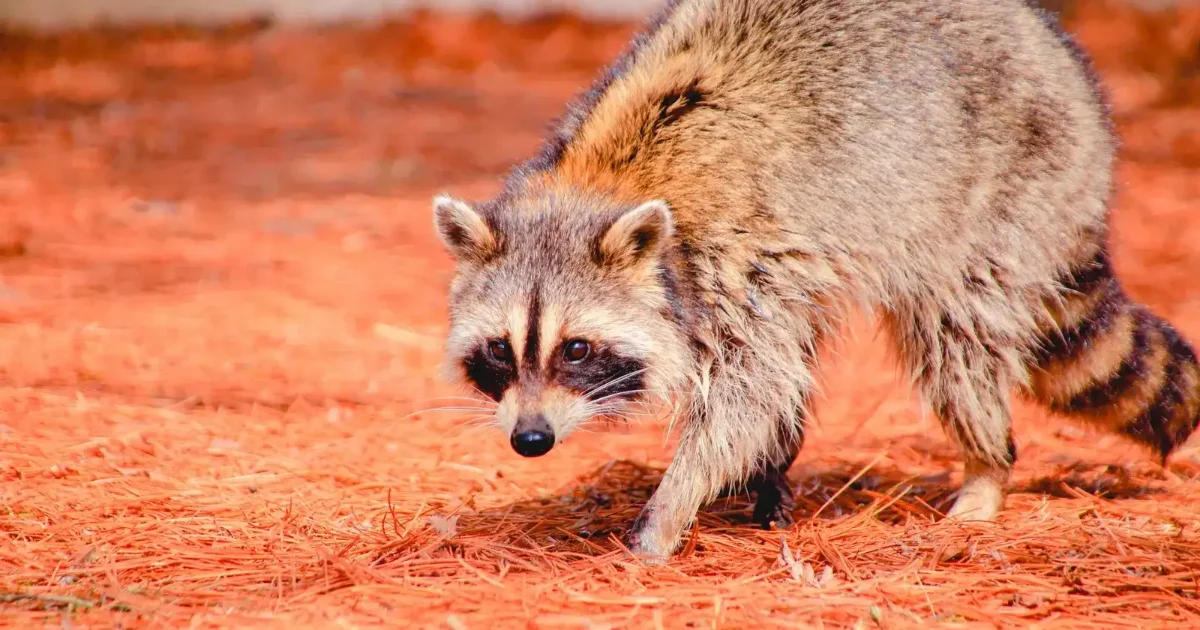 地面のにおいを嗅ぎながら歩くアライグマの全身。屋根裏や床下から追い出す前に確認したい姿