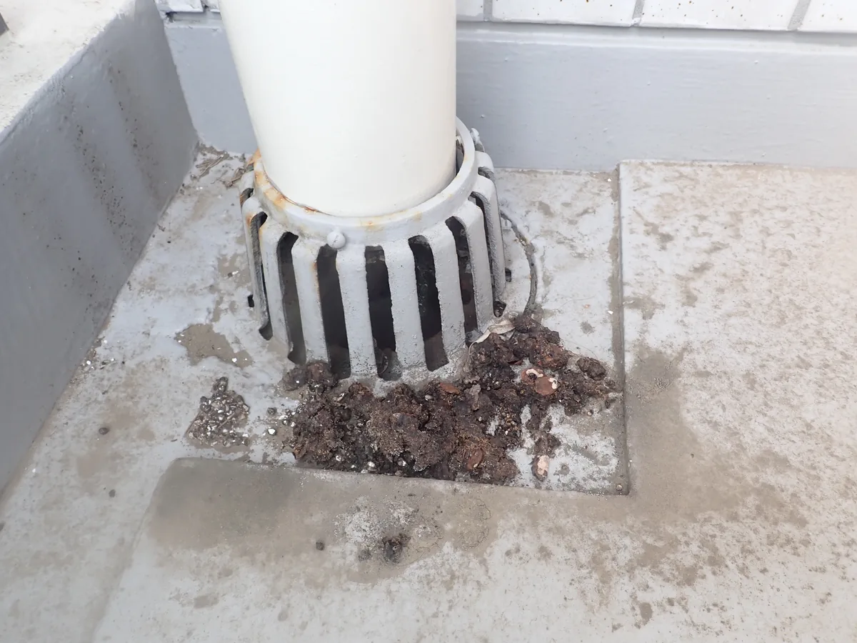 白い縦管の根元にある排水口のまわりに、まとまって積もったフン