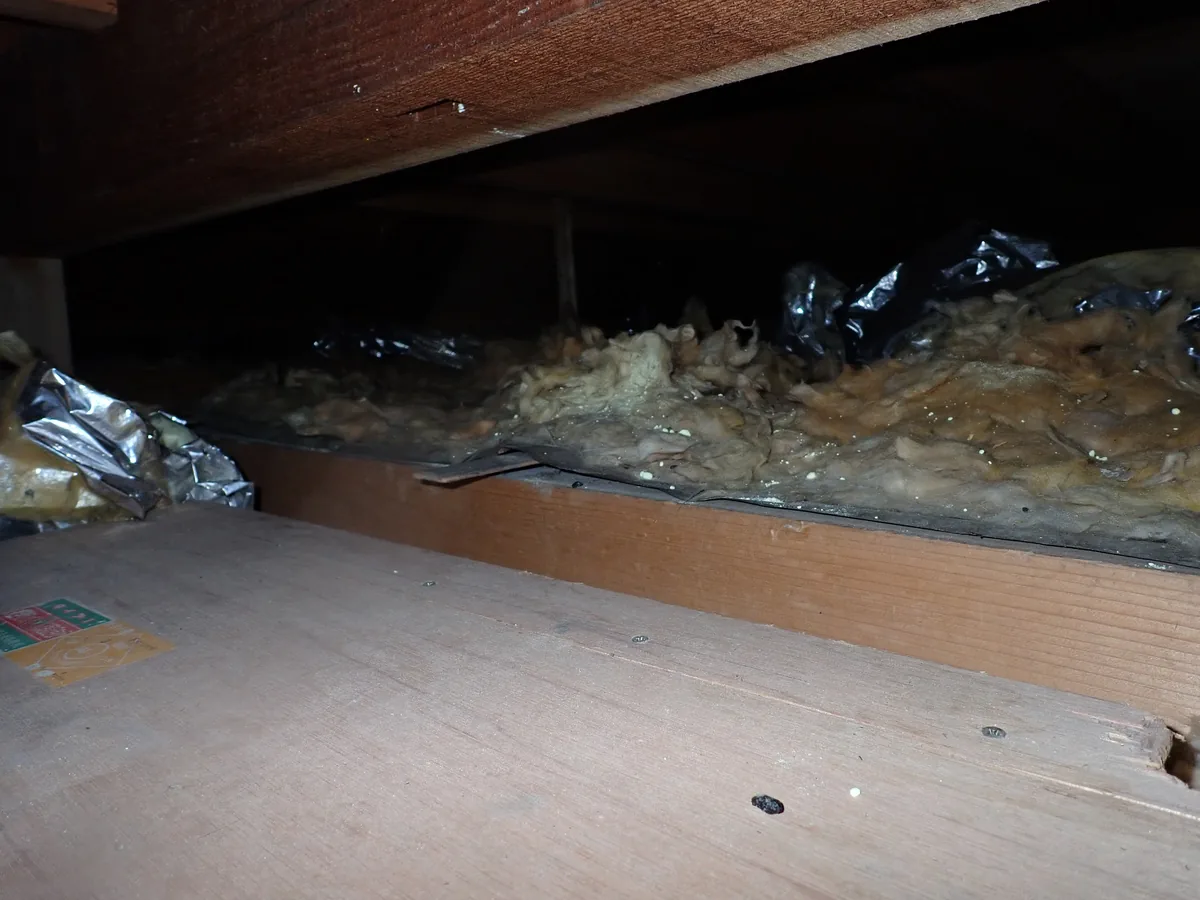 ハクビシンなど中型害獣に荒らされた屋根裏の断熱材とフンの被害