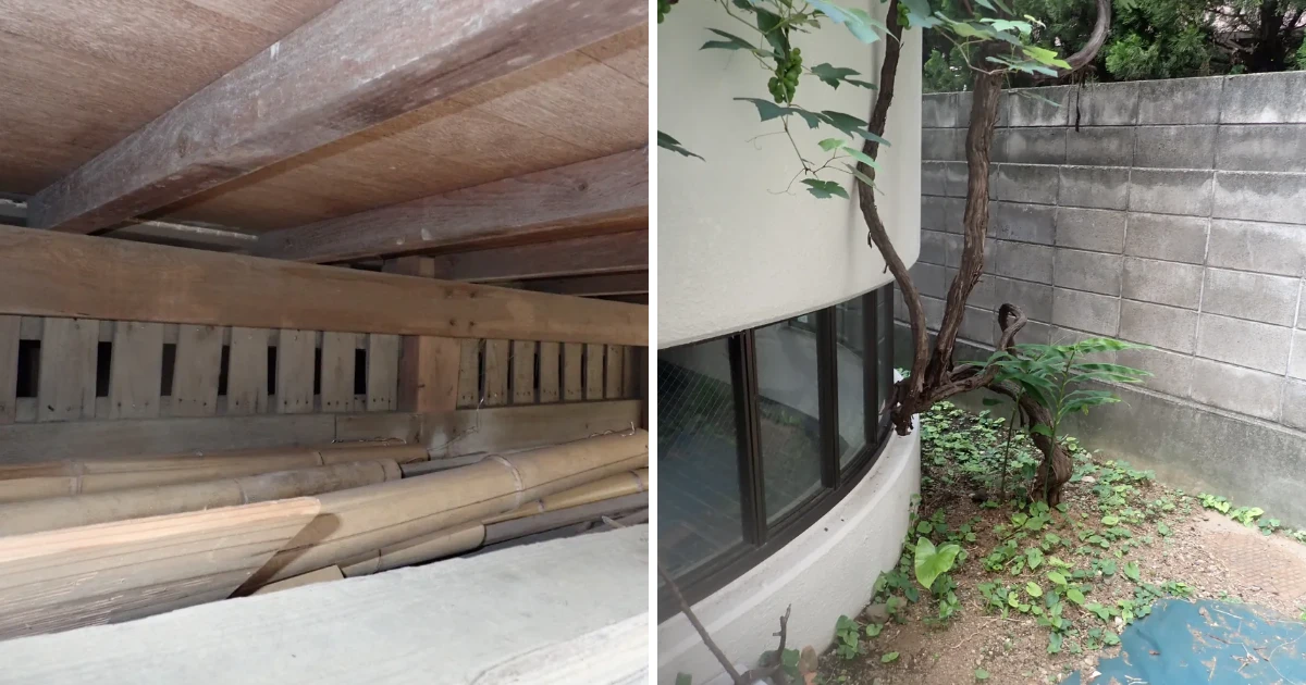 屋根裏の小屋組みと換気スリット、庭でブドウのつるが外壁まで伸びた住宅まわりを並べたハクビシンの鳴き声の記事画像