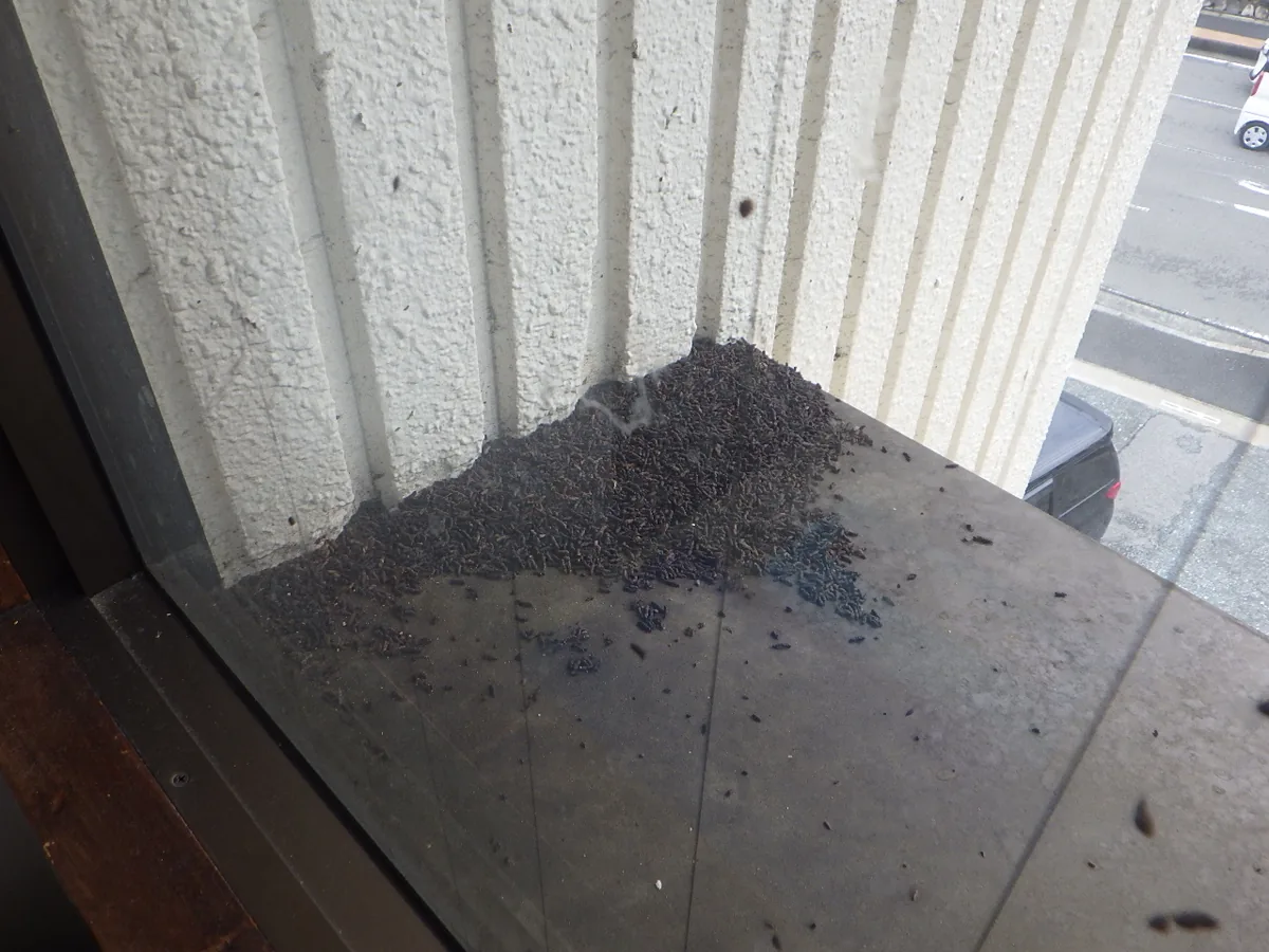 外壁と床の入隅に山状に積もった黒く細長いコウモリのフンと、周囲へ散らばった粒