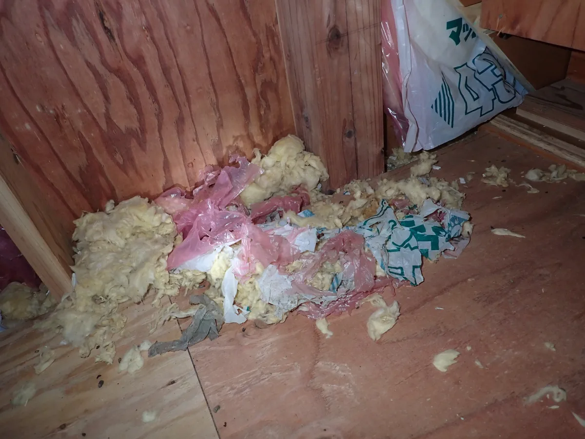 屋根裏の隅で断熱材が引き出され、袋の切れ端と一緒に巣材のように積み上がった状態