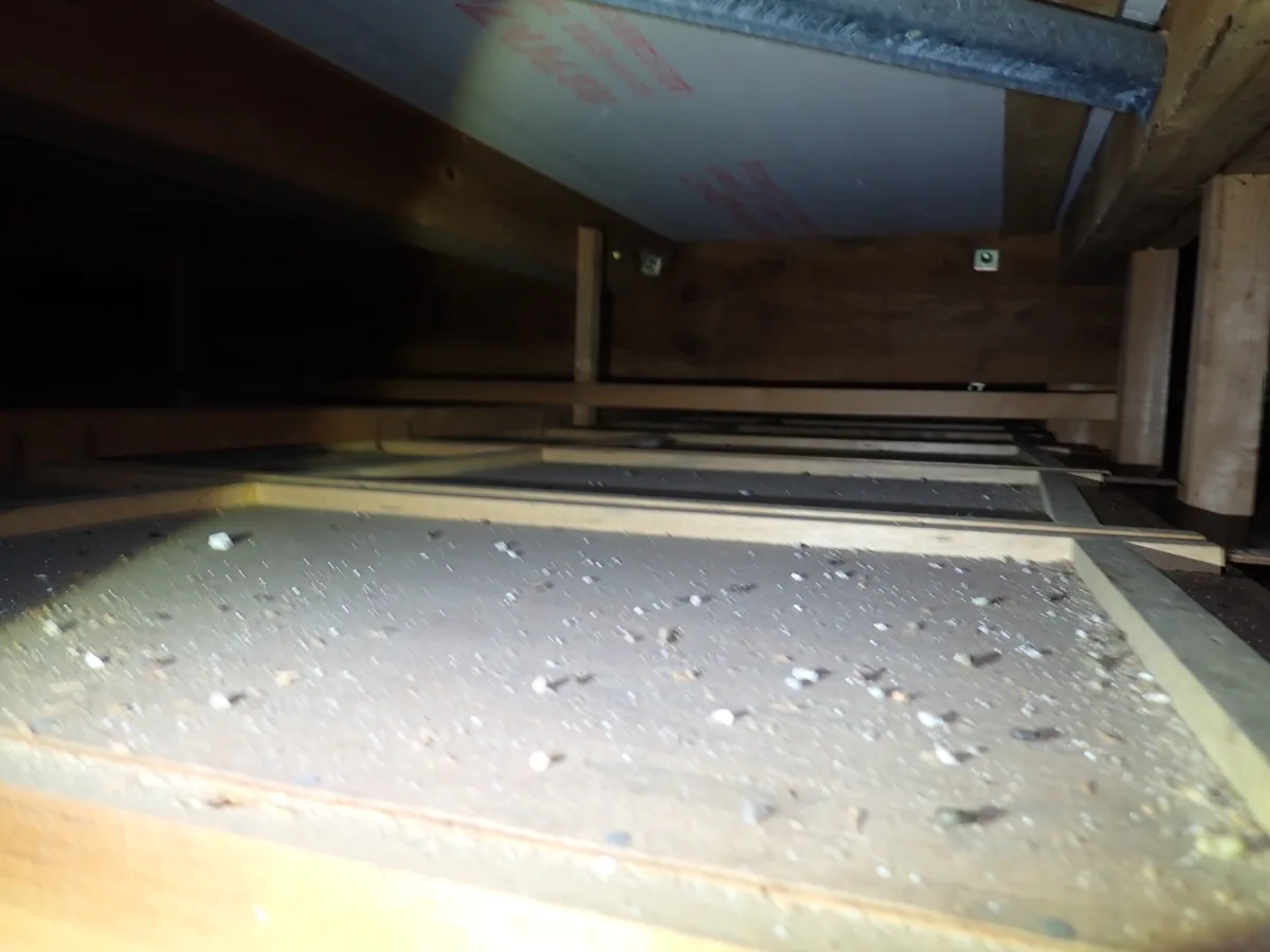 天井板の上に細かな粒が散らばった屋根裏