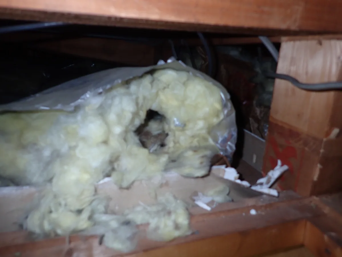 屋根裏の梁の間で、袋が破れ、中に穴を掘られた断熱材